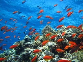 redsea fish pic