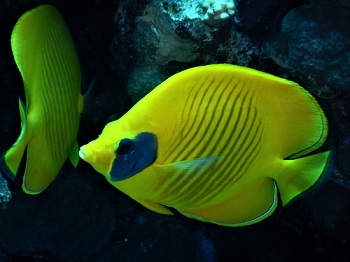 redsea fish pic